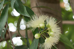 Syzygium jambos